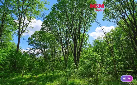 Prodej lesa 2 037 m², Snědovice - Střížovice, okres Litoměřice
