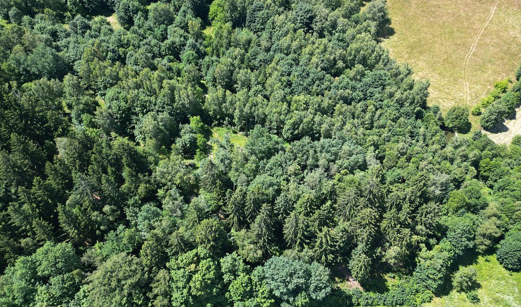 Prodej lesa 4 606 m², Šimonovice – náhled fotky 3