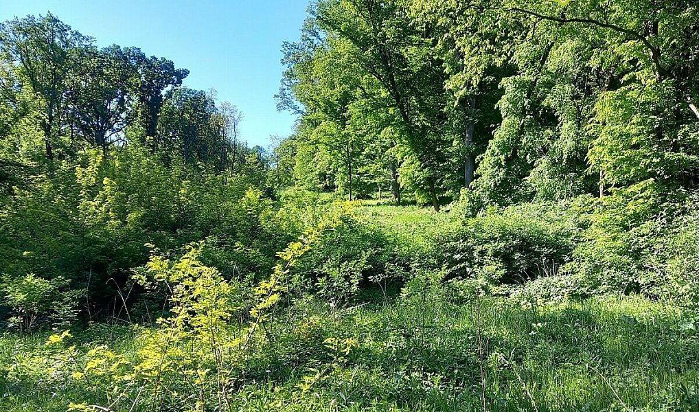 Prodej lesa 6 415 m², Diváky – náhled fotky 8