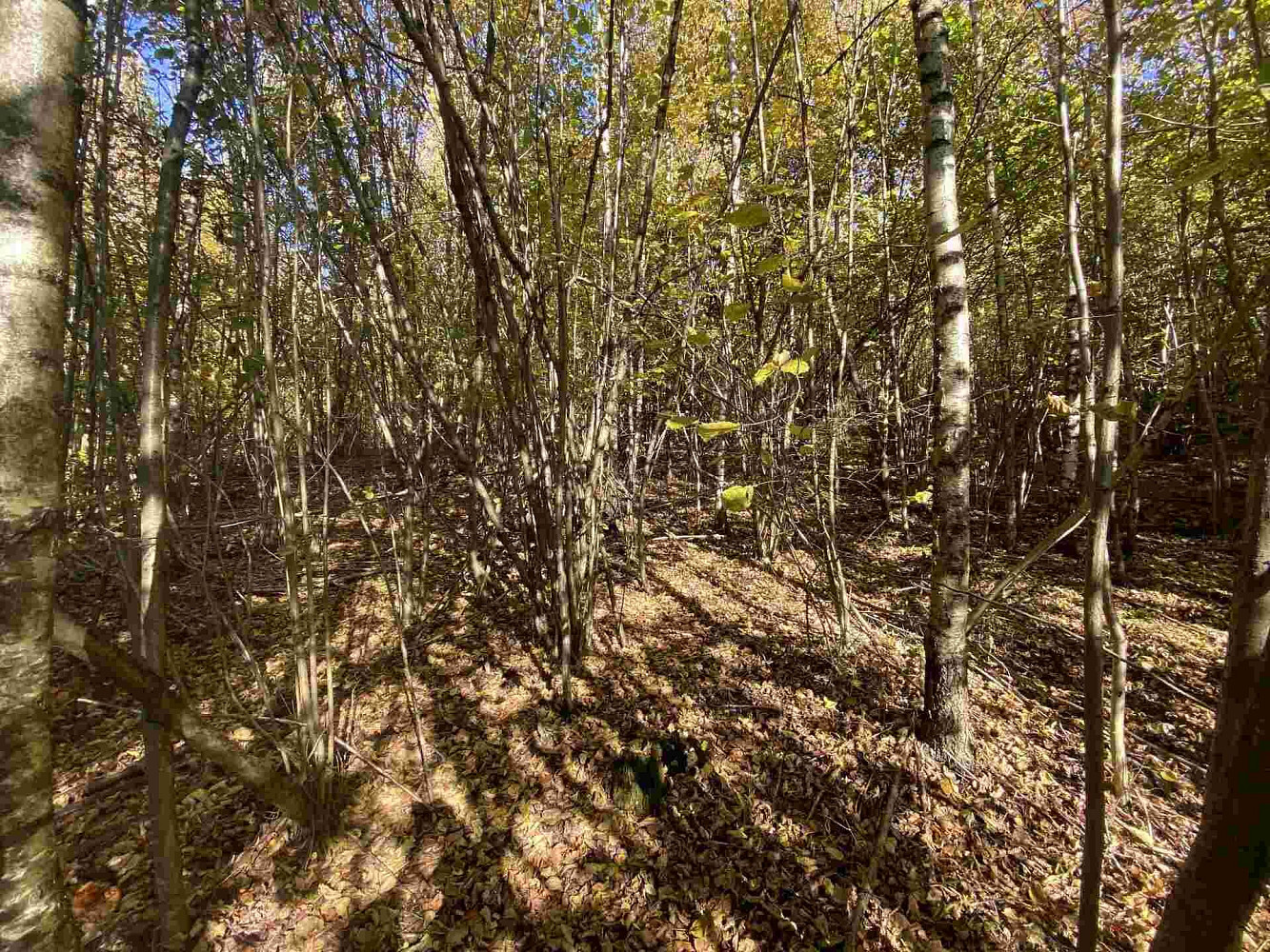 Prodej pole 9 794 m² – fotografie 3