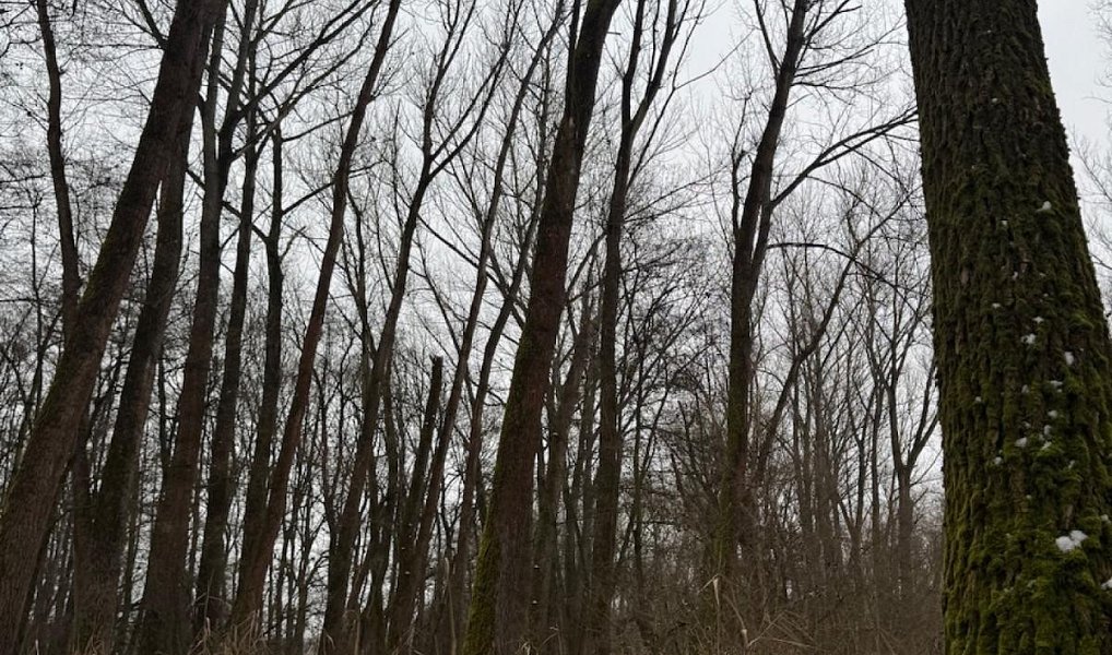 Prodej lesa 2 268 m², Přerov nad Labem – náhled fotky 2