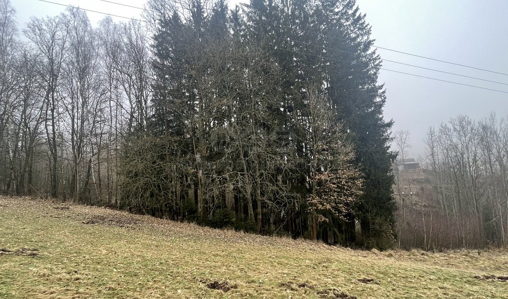 Prodej lesa 33 054 m², Košťálov – fotka 1 z 7