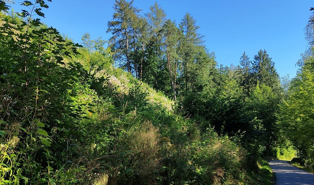 Prodej lesa 4 922 m², Benešov u Semil – náhled fotky 5