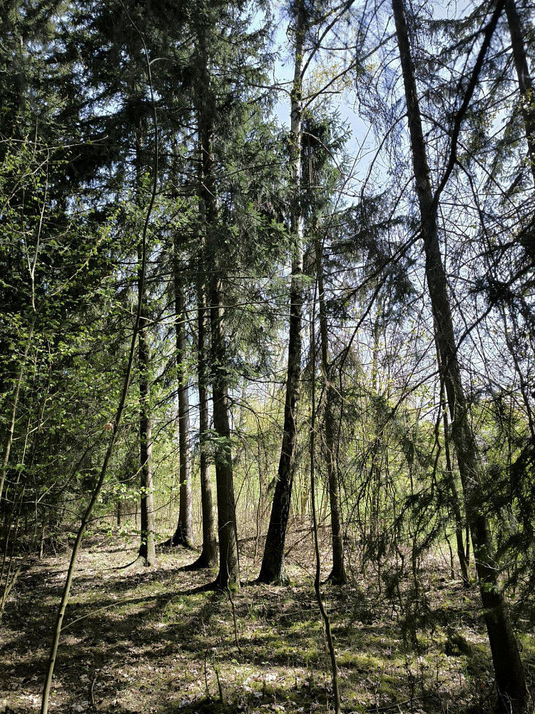 Prodej lesa 2 671 m²