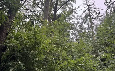 Prodej lesa 1 331 m², Skuteč - Šluknov