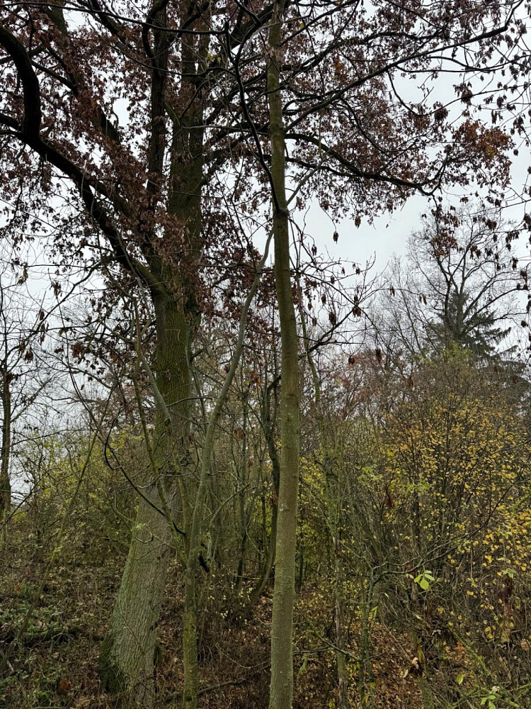 Prodej lesa 3 833 m² – fotografie 3