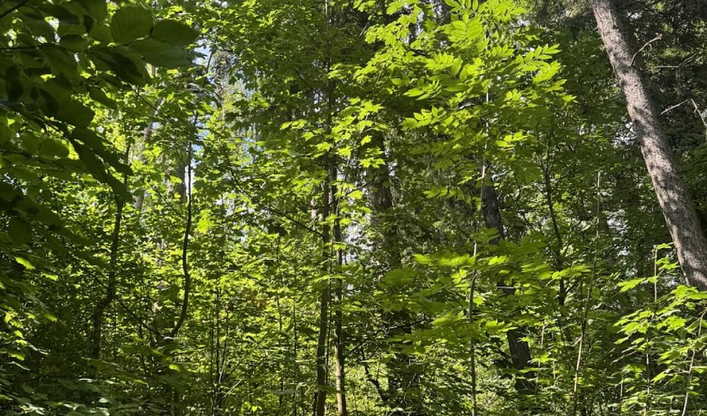 Prodej lesa 6 851 m², Dobříč – náhled fotky 10