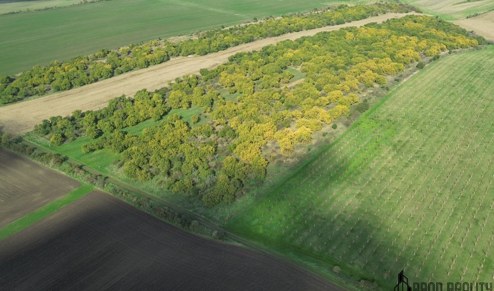 Prodej pozemku 14 896 m², Hustopeče – náhled fotky 6