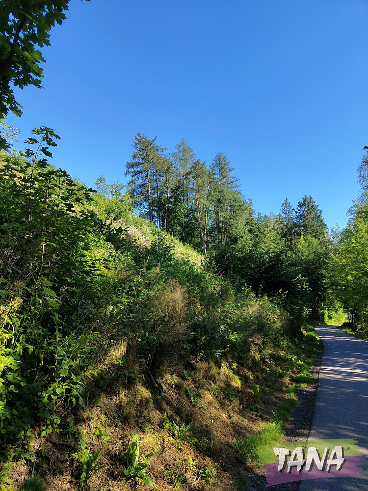 Prodej lesa 4 922 m², Benešov u Semil – pohled 5