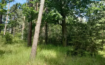 Prodej lesa 18 400 m², Putim, okres Písek