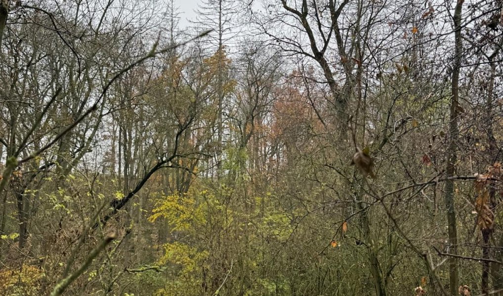 Prodej lesa 3 833 m², Boreč – náhled fotky 4