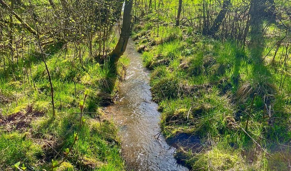 Prodej vodní plochy 16 545 m², Trstěnice – náhled fotky 14
