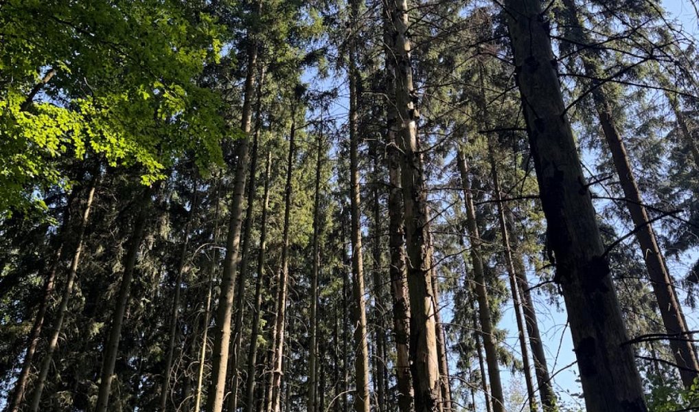 Prodej lesa 5 585 m², Liberk – náhled fotky 2