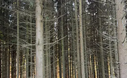 Prodej lesa 4 610 m², Stará Paka - Císařský