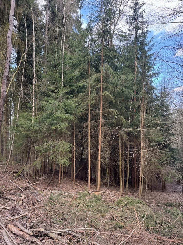 Prodej lesa 4 730 m² – fotografie 5