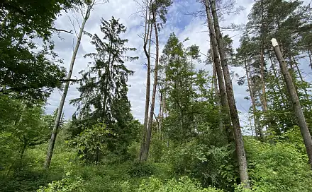 Prodej lesa 4 481 m², Blížejov - Lštění, okres Domažlice