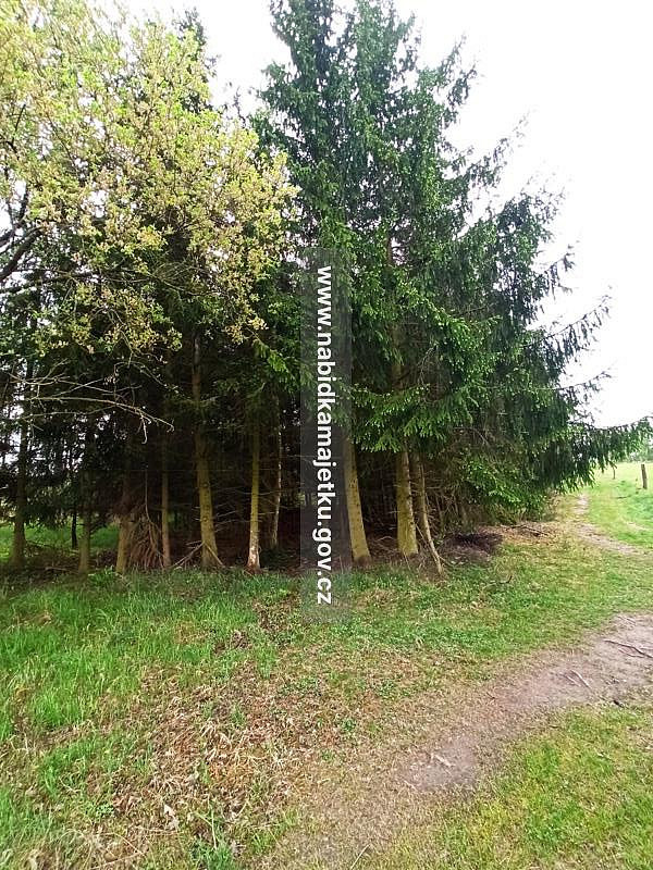 Prodej lesa 433 m² – fotografie 5