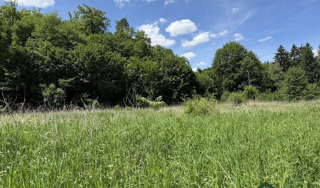 Prodej louky 3 200 m², Bílovice nad Svitavou – náhled fotky 5