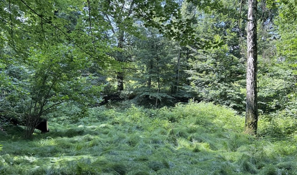Prodej vodní plochy 12 501 m², Hodějice – náhled fotky 3