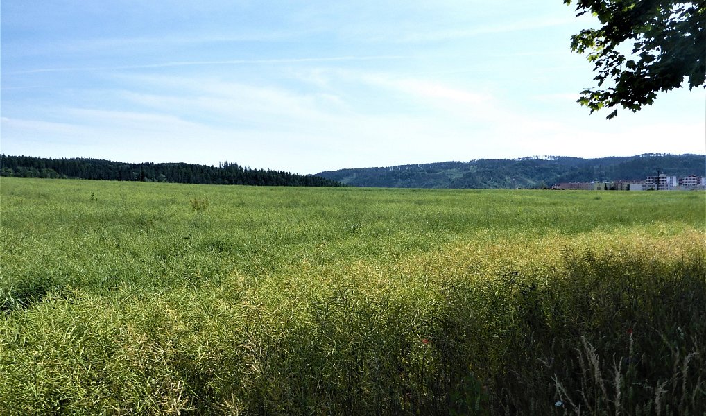 Prodej pole 7 225 m², Letovice – náhled fotky 4