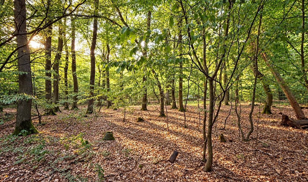 Prodej stavebního pozemku 4 383 m², Hradištko – náhled fotky 14