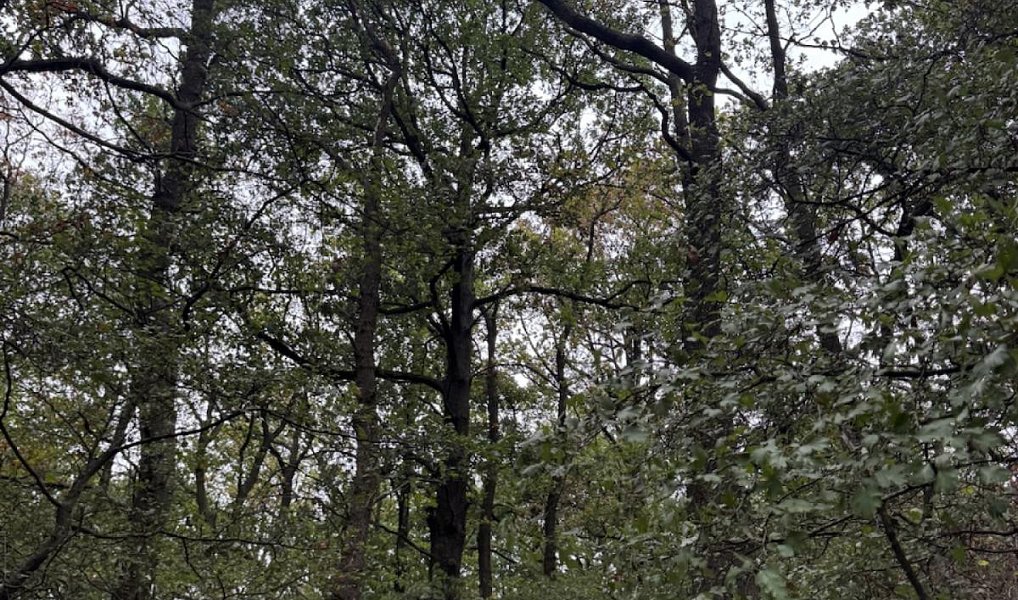 Prodej lesa 44 008 m², Jílové – náhled fotky 11