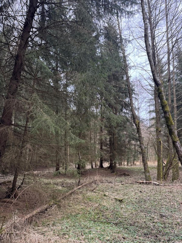 Prodej lesa 34 704 m² – pohled 6