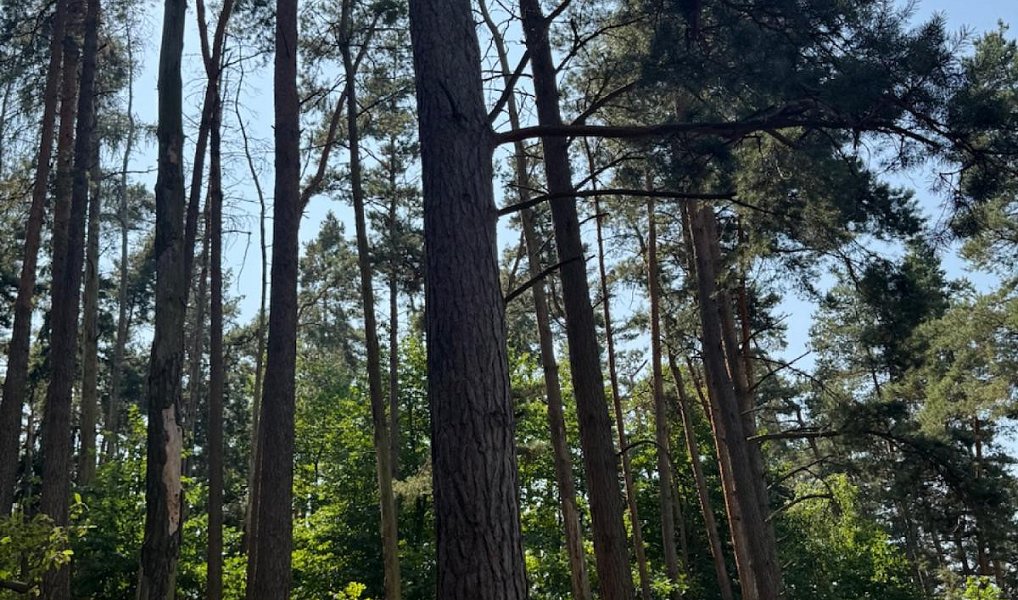 Prodej lesa 3 827 m², Krejnice – náhled fotky 2