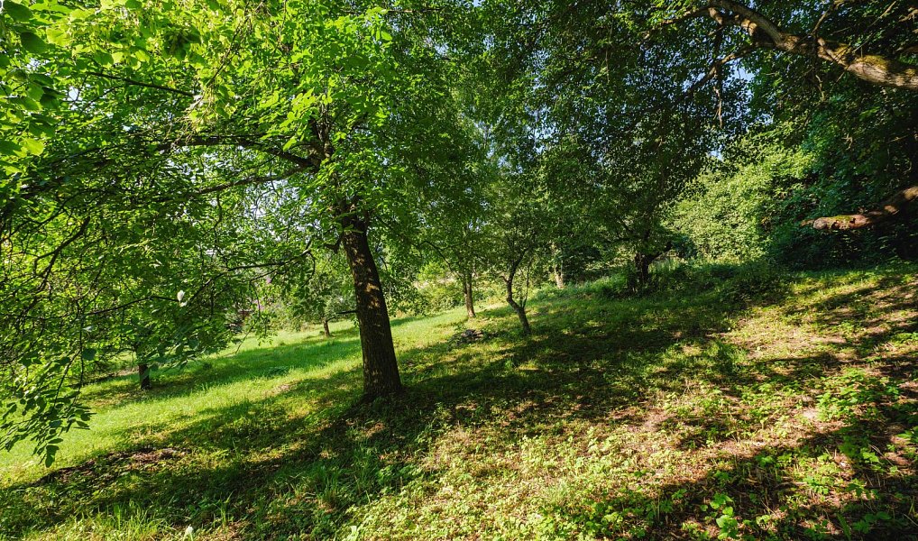 Prodej stavebního pozemku 4 188 m², Zlatá Olešnice – náhled fotky 3
