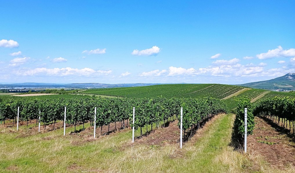 Prodej pozemku 90 769 m², Dolní Dunajovice – náhled fotky 9