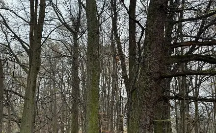Prodej lesa 845 m², Heřmánky - Brodeslavy
