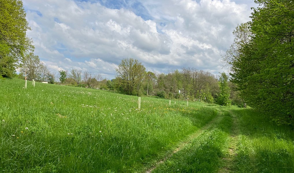 Prodej stavebního pozemku 2 553 m², Vysoký Chlumec – náhled fotky 6