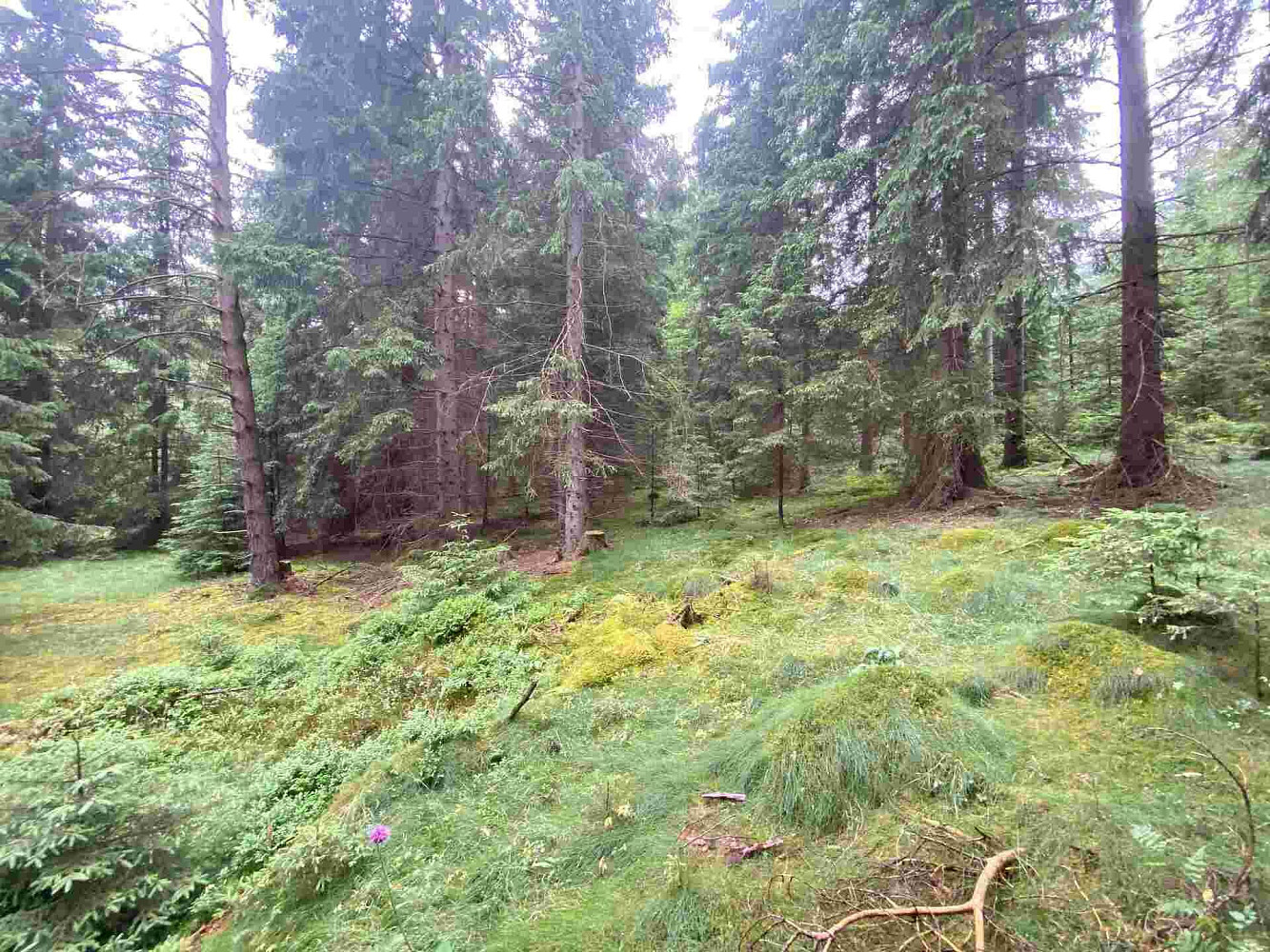 Prodej pole 1 440 m² – fotografie 4