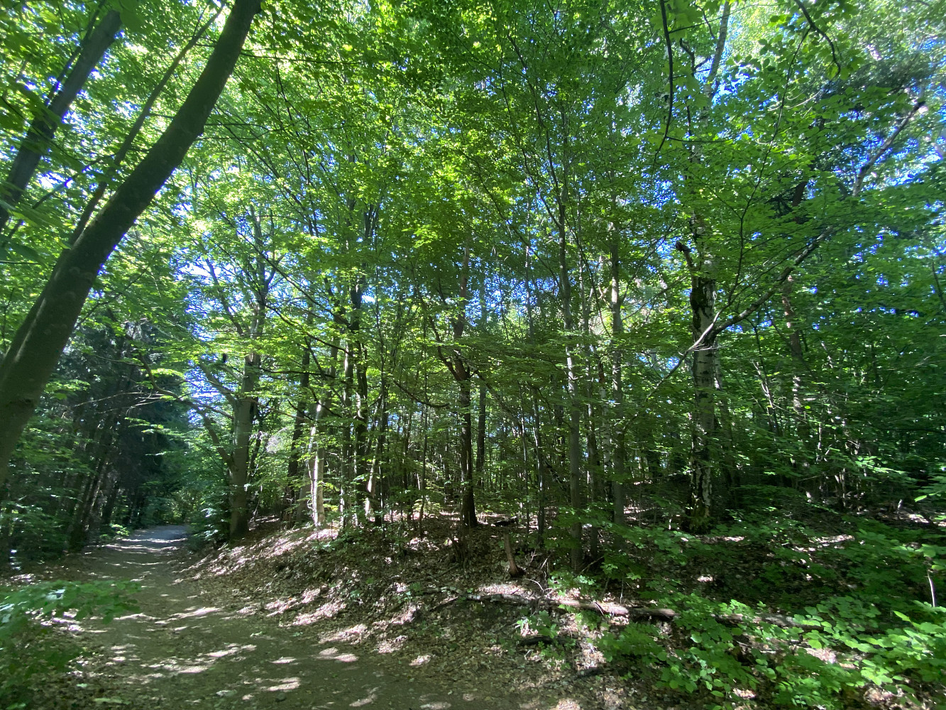 Prodej lesa 239 m²