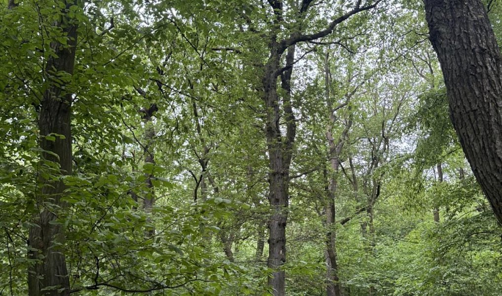 Prodej lesa 2 704 m², Bílina – náhled fotky 4