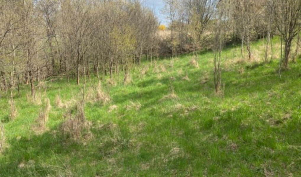 Prodej stavebního pozemku 7 630 m², Sázava – náhled fotky 13