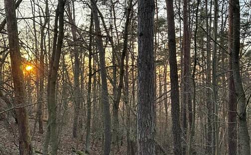 Prodej lesa 4 810 m², Lštění, okres Benešov