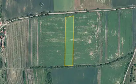 Prodej pole 7 763 m², Milotice, okres Hodonín