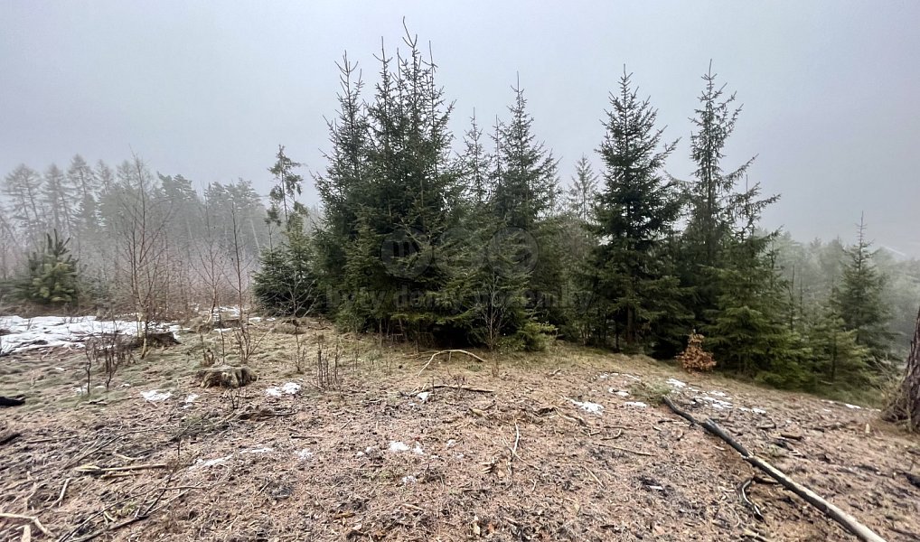Prodej lesa 20 194 m², Pecka – náhled fotky 3