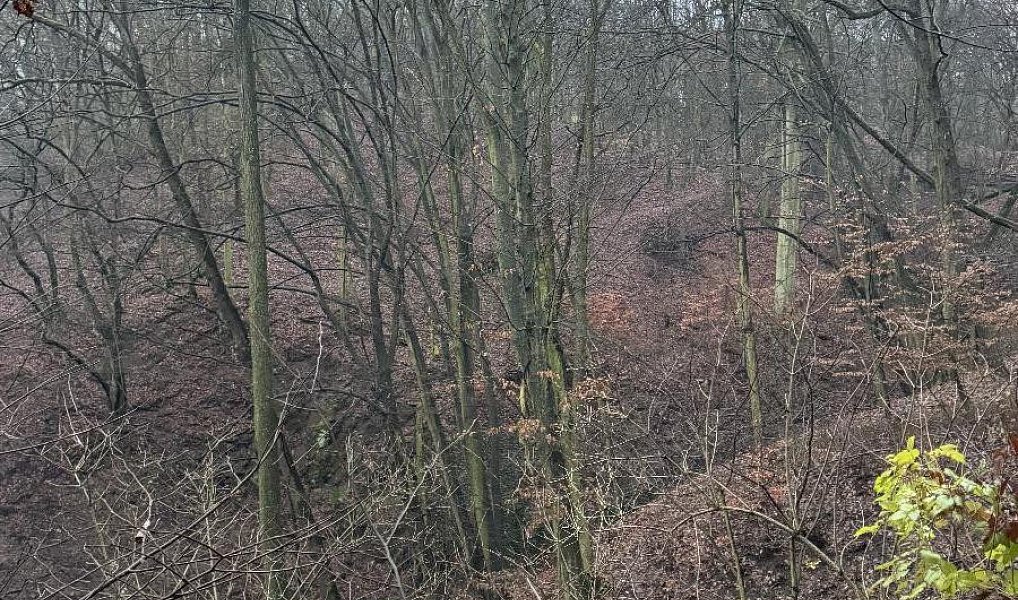 Prodej lesa 1 184 m², Chuderov – náhled fotky 2