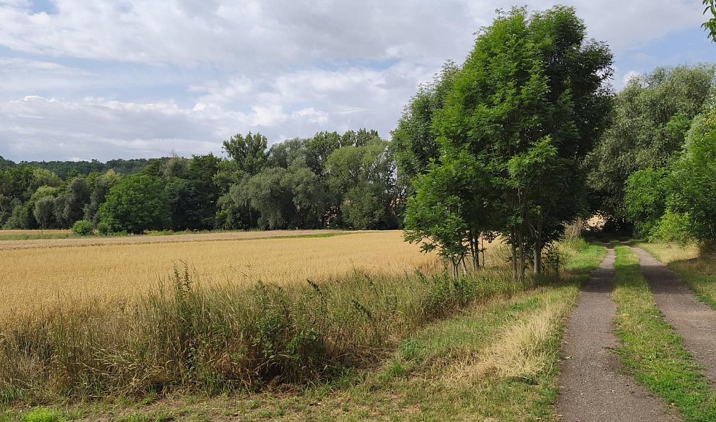 Prodej zahrady 2 079 m², Nová Ves – náhled fotky 4