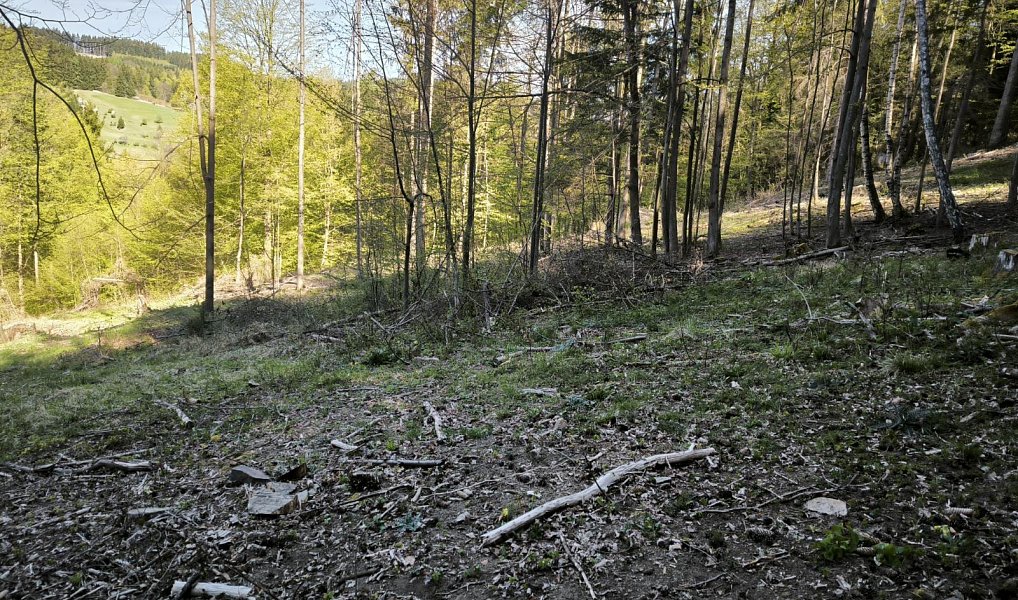 Prodej lesa 8 428 m², Nemojany – náhled fotky 6