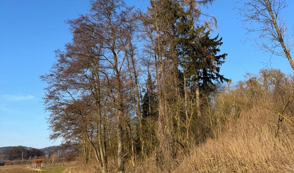 Prodej lesa 6 437 m², Chvalkovice – náhled fotky 6