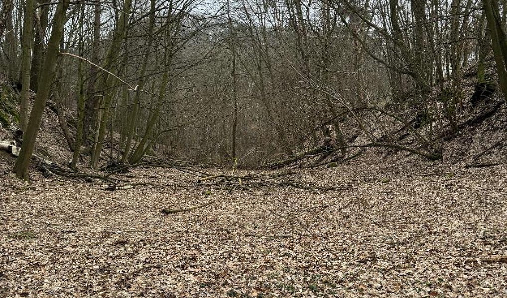 Prodej lesa 7 168 m², Bučovice – náhled fotky 4