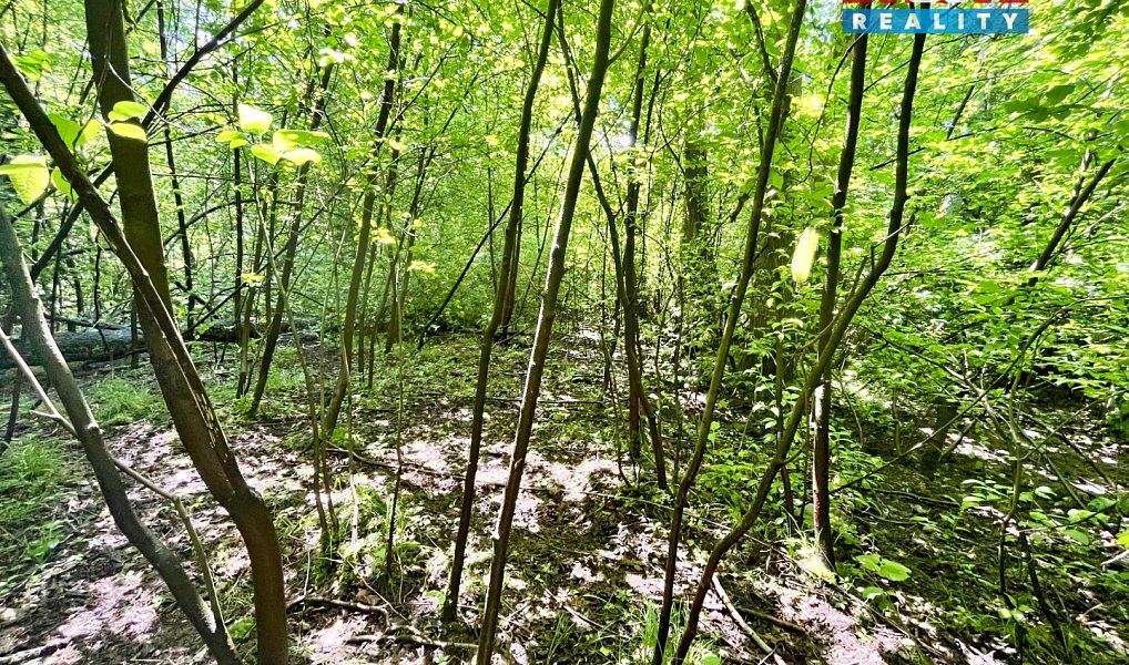 Prodej vodní plochy 3 255 m², Skalice u České Lípy – náhled fotky 18