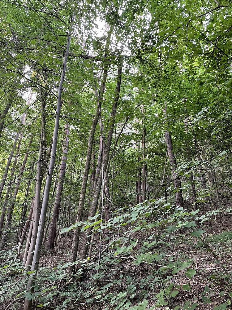 Fotka 5 z 14