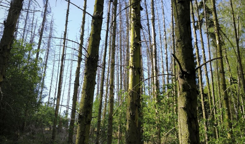 Prodej lesa 5 226 m², Nebužely – náhled fotky 5