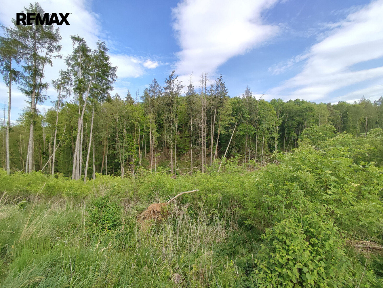 Prodej lesa 17 681 m² – fotografie 5