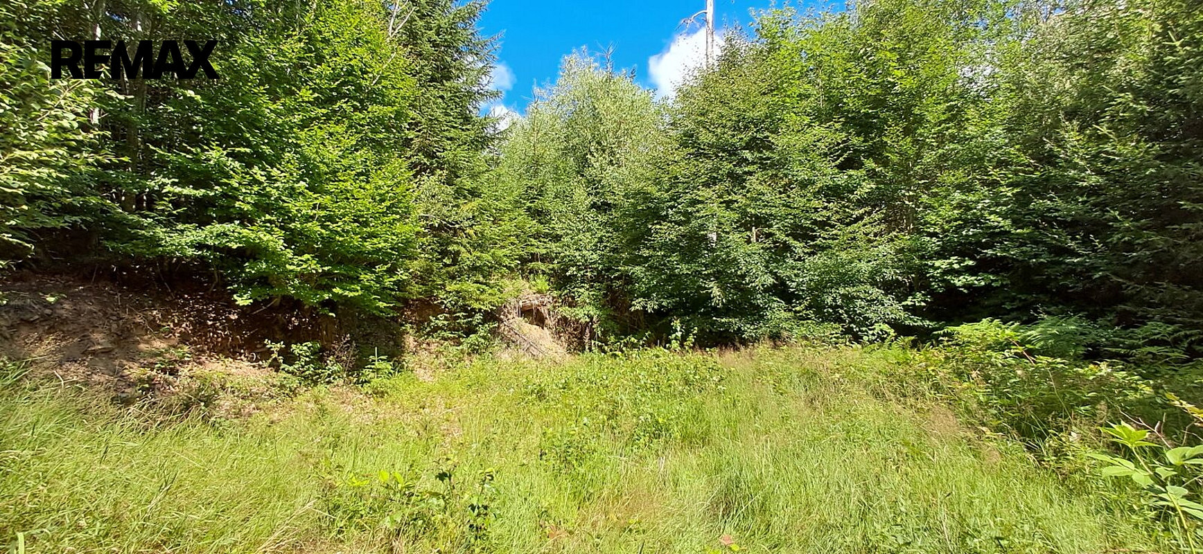 Prodej lesa 5 194 m² – fotografie 4