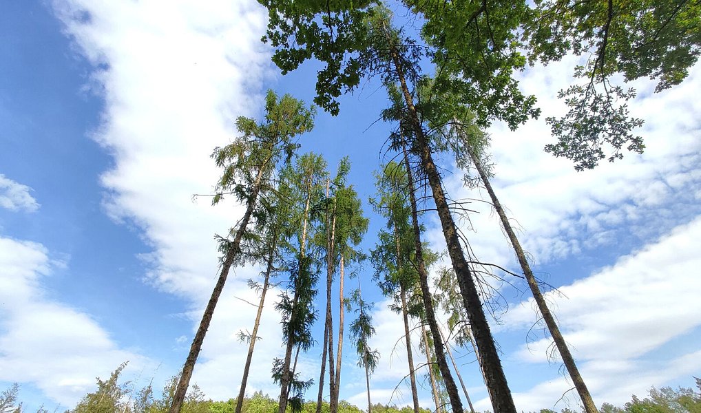 Prodej lesa 17 681 m², Číměř – náhled fotky 10